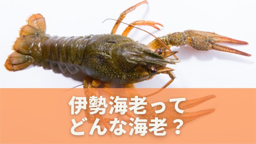 伊勢海老の基本情報