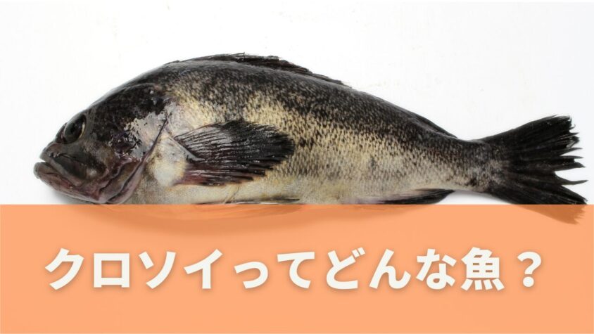 クロソイとは？