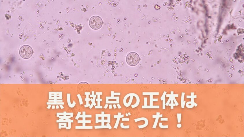 ゴマと呼ばれる寄生虫の特徴
